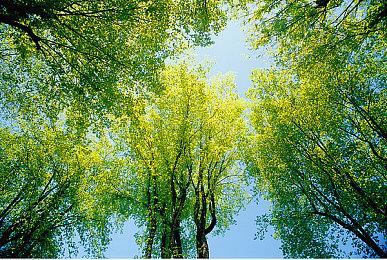 《猎杀：对决 1896》首个IP联动《惊声尖叫》震撼上线，新猎人与限时模式登场